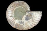 Agatized Ammonite Fossil (Half) - Crystal Chambers #88272-1
